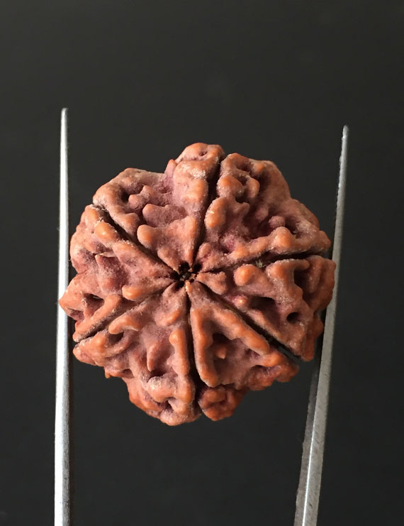 6 Mukhi Nepali Certified Rudraksha Size- 25.00 mm